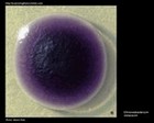Chromobacterium violaceum and Erwinia carotovora